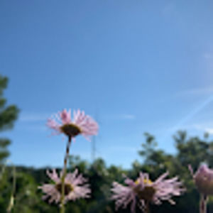 Meet your Posher, Rosemary